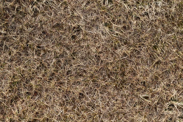 乾いた草抽象的なパターン背景 — ストック写真