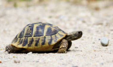 Hermann'ın tosbağa, kaplumbağa üzerinde kum, testudo hermanni