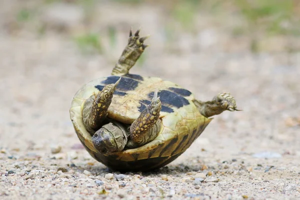Tortuga de Hermann, tortuga sobre arena, testudo hermanni — Foto de Stock