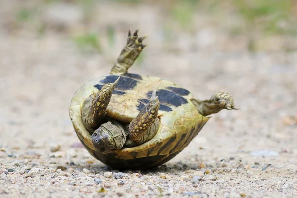 Tortue d'Hermann, tortue sur sable, testudo hermanni — Photo