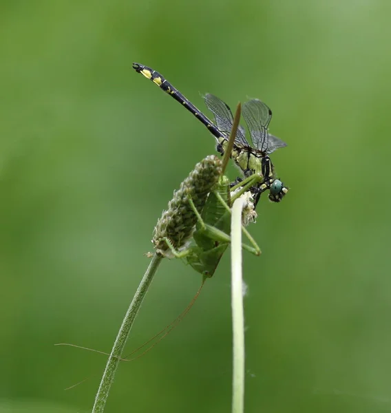 Черный желтый стрекоза и большой зеленый кузнечик в зеленой траве — стоковое фото