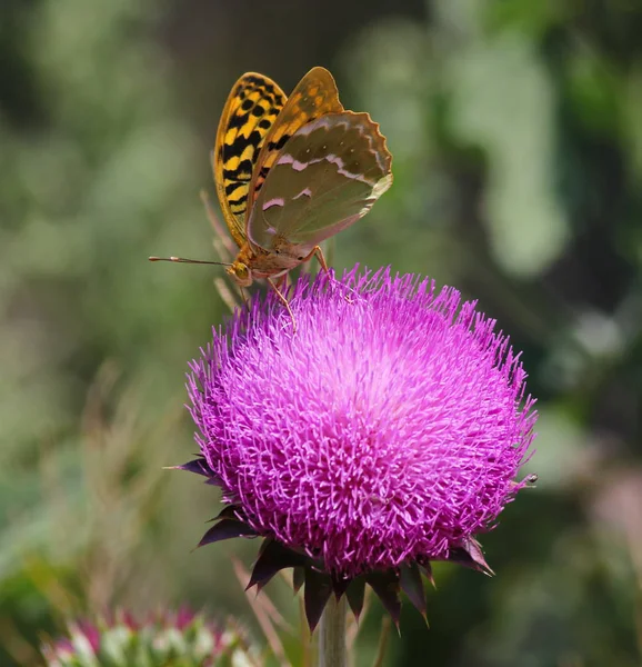 Бабочка на цветочном лопухе — стоковое фото