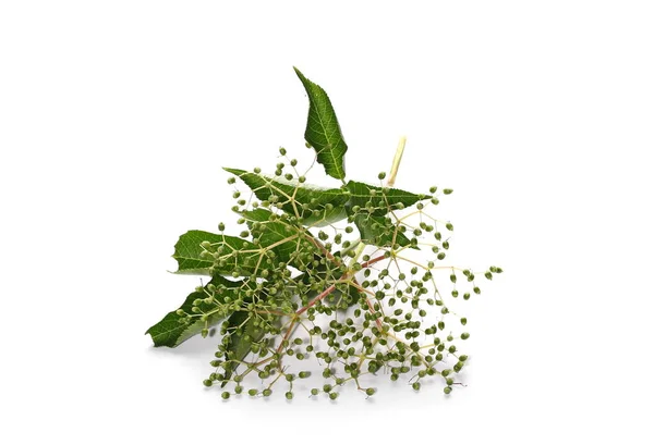 Για ηλικιωμένους γηρατειά ή Elderberry με πράσινα μούρα (Sambucus nigra) απομονωμένα σε λευκό φόντο — Φωτογραφία Αρχείου