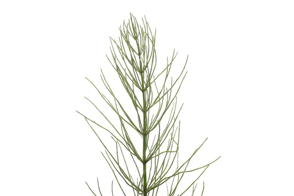 Αλογοουρά (Equisetum arvense), φτέρη, απομονώνονται σε λευκό — Φωτογραφία Αρχείου