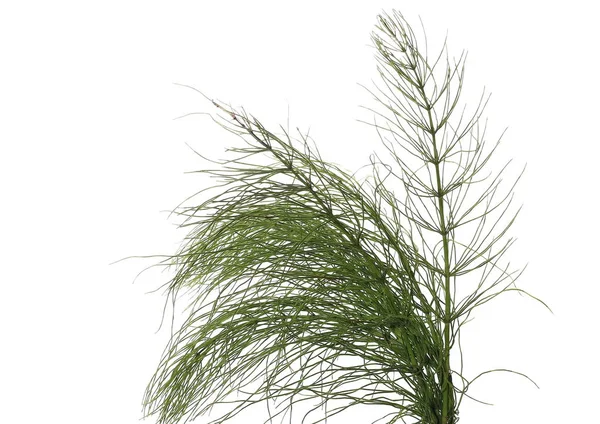 Horsetail (Equisetum arvense), fern, isolated on white — Stock Photo, Image