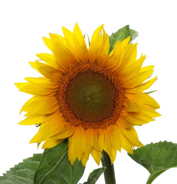Sunflower isolated on white background — Stock Photo, Image
