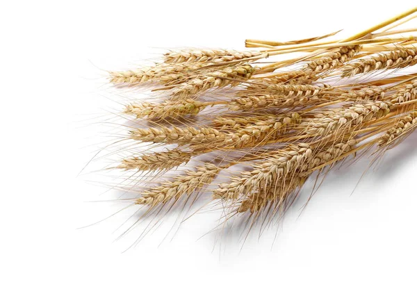 Сухие колосья зерна пшеницы изолированы на белом фоне с вырезкой пути — стоковое фото