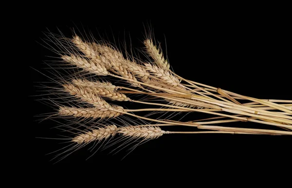 dry ears of wheat grain isolated on black background with clipping path