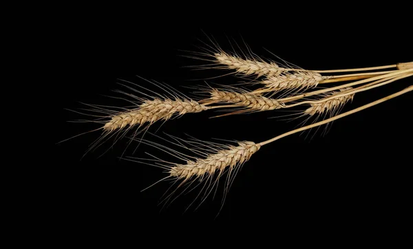 クリッピング パスと黒の背景に分離された小麦の乾燥耳 — ストック写真