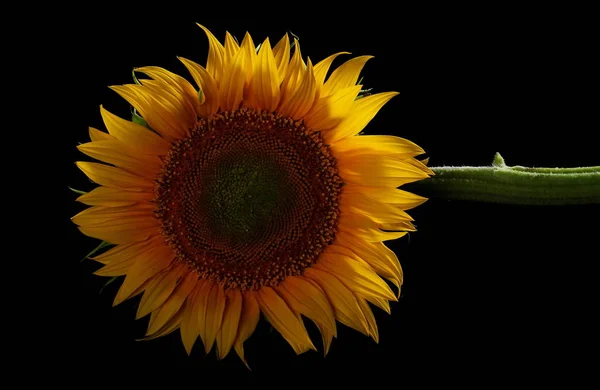 Sonnenblume isoliert auf schwarzem Hintergrund — Stockfoto