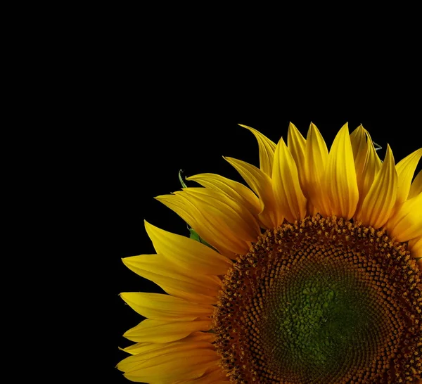 Sonnenblume isoliert auf schwarzem Hintergrund — Stockfoto