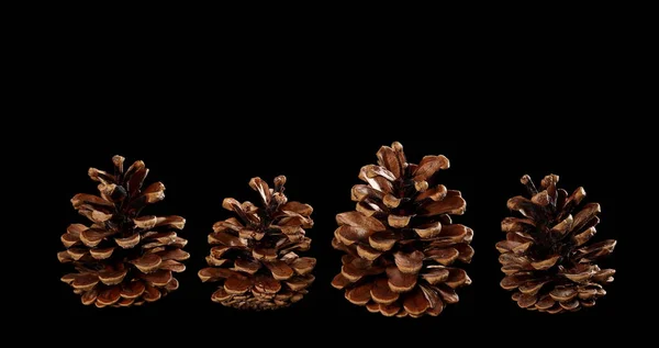 Pine cones isolated on black background — Stock Photo, Image