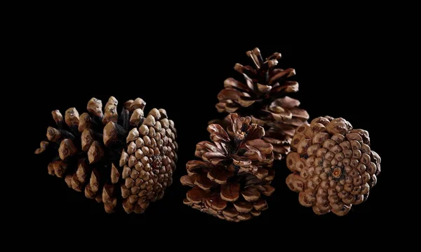 Pine cones isolated on black background — Stock Photo, Image