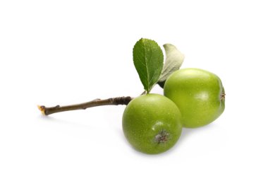 Yeşil genç elma dal ve beyaz arka plan üzerinde izole yaprakları ile