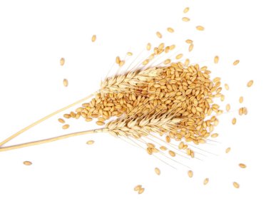 buğday ve buğday tahıl beyaz arka plan üzerinde