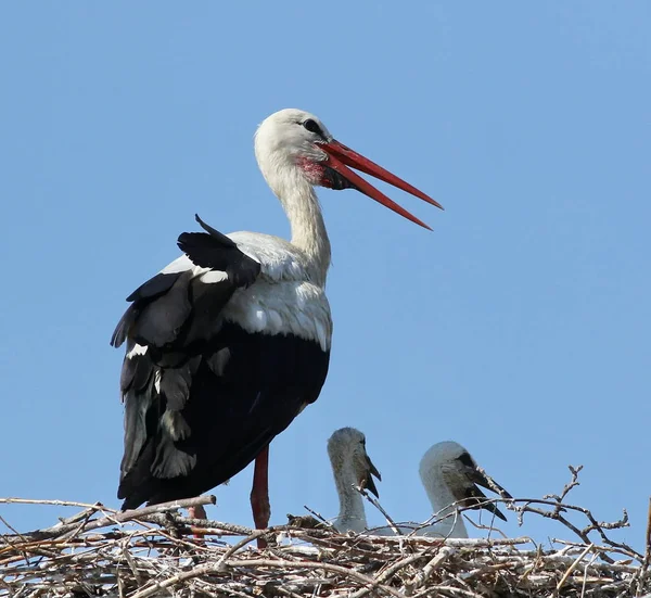 Cigüeña blanca en nido, ciconia ciconia —  Fotos de Stock