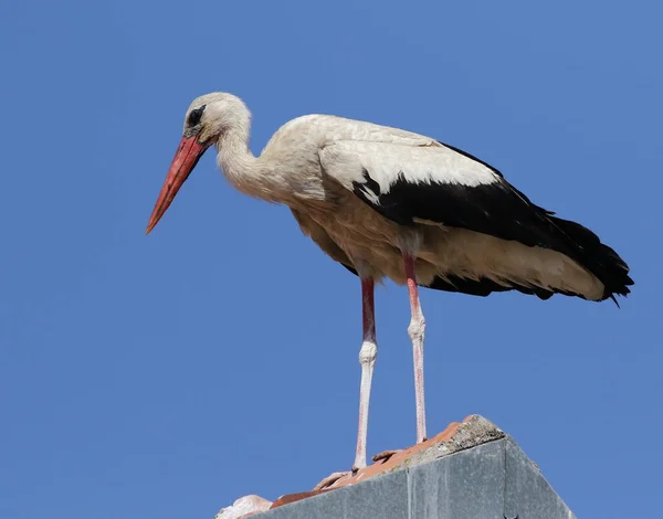 Λευκός πελαργός σε φωλιά, ciconia ciconia — Φωτογραφία Αρχείου