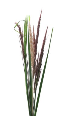 Beyaz arka plan üzerinde izole kuru ortak bulrush
