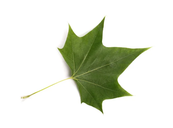 Plane tree, sycamore leaves and flowers isolated on white — Stock Photo, Image