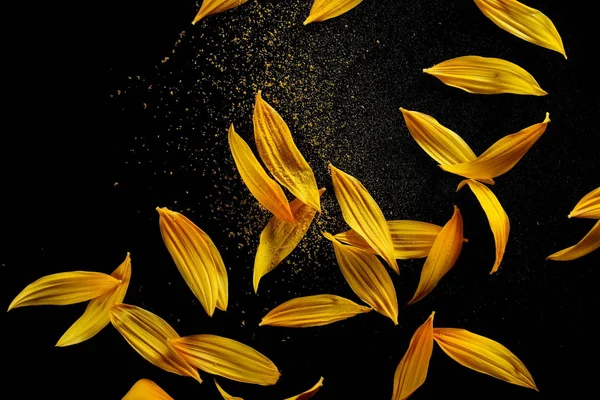 Sunflower petals with pollen isolated on black background — Stock Photo, Image