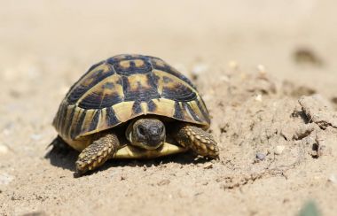 Doğu Hermann'ın kaplumbağa, Avrupa karasal kaplumbağa, Testudo hermanni boettgeri