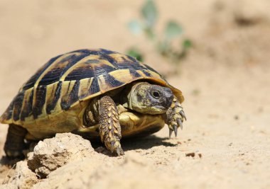Doğu Hermann'ın kaplumbağa, Avrupa karasal kaplumbağa, Testudo hermanni boettgeri