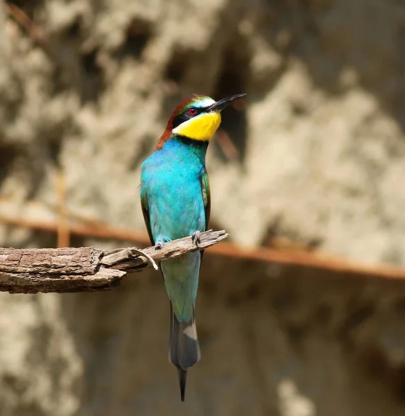 Európai Méhevő, Merops apiaster — Stock Fotó