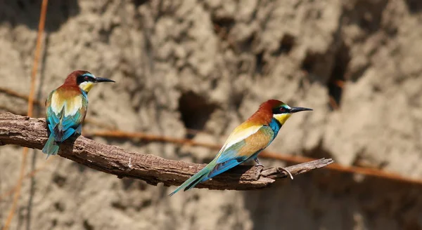 Twee Europese bijeneter, Merops apiaster — Stockfoto