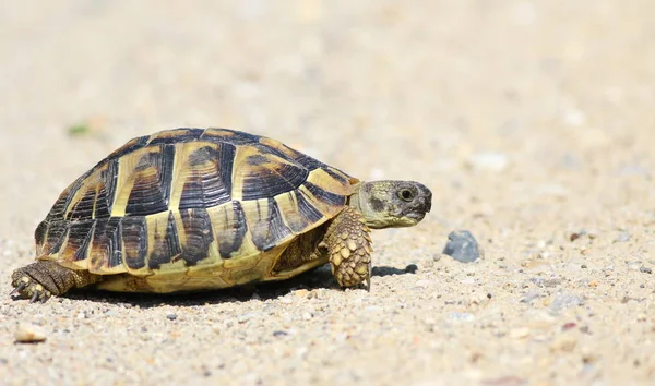 동부 헤르만 거북이, 유럽 지상파 거북이, Testudo hermanni boettgeri — 스톡 사진