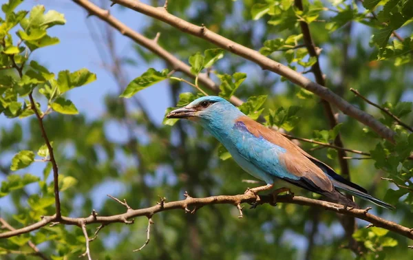 Rolo Europeu com presa, Coracias garrulus — Fotografia de Stock