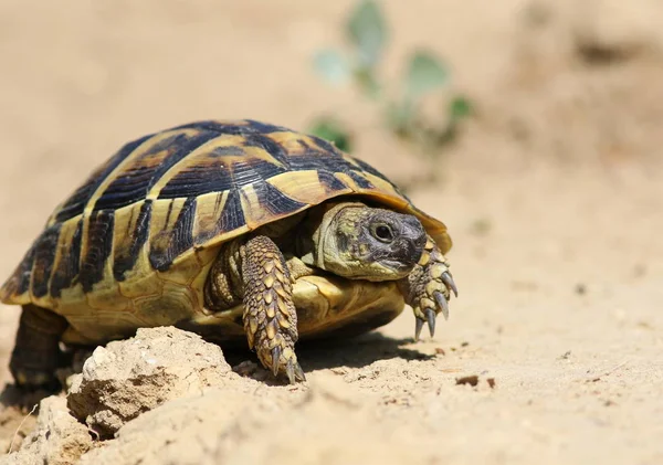 Tartaruga de Hermann Oriental, tartaruga terrestre europeia, Testudo hermanni boettgeri — Fotografia de Stock