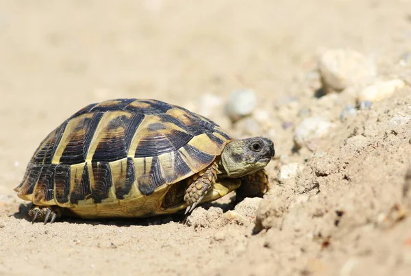 Tortuga de Hermann Oriental, Tortuga terrestre europea, Testudo hermanni boettgeri — Foto de Stock