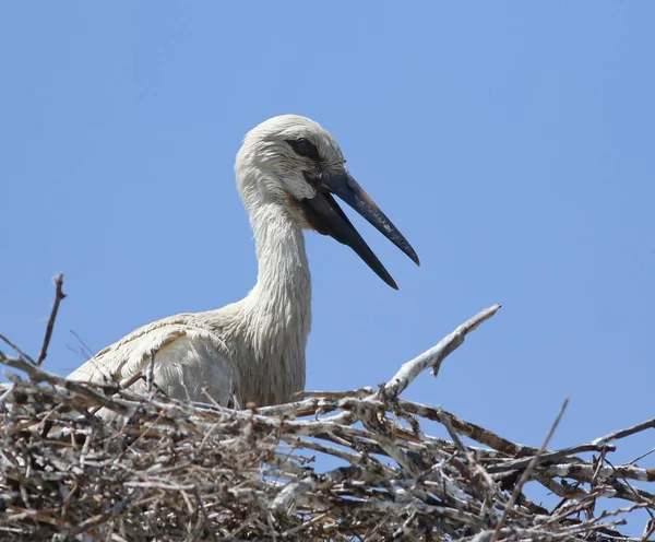 젊은 백색 황새 둥지, ciconia ciconia — 스톡 사진