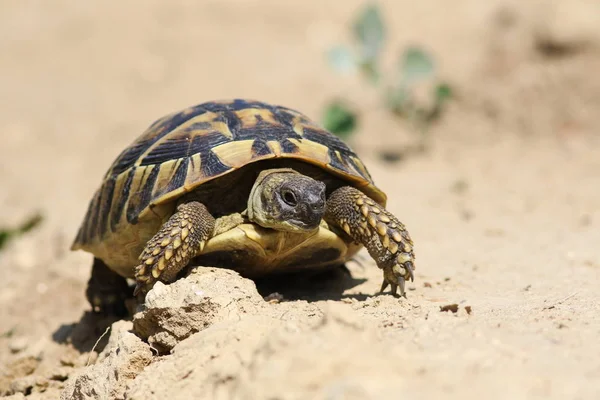 Östra Hermanns sköldpadda, Europeiska landlevande sköldpadda, Testudo hermanni boettgeri — Stockfoto