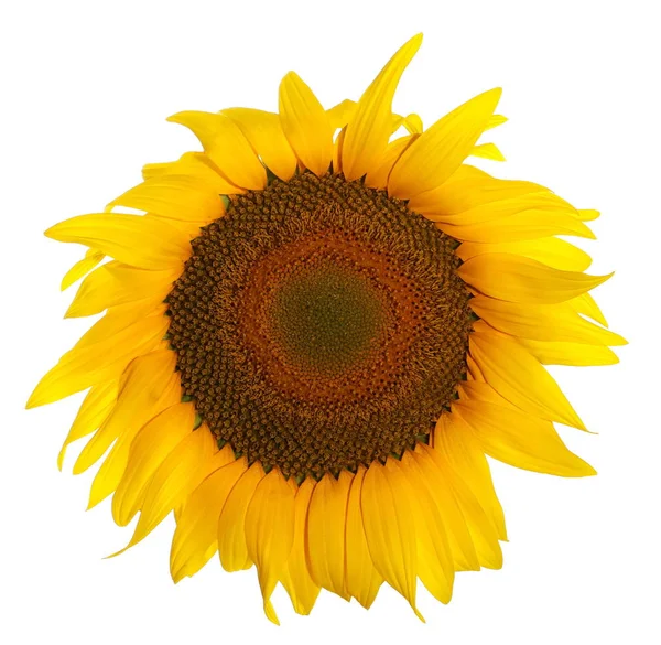 Tournesol isolé sur fond blanc, avec chemin de coupe — Photo