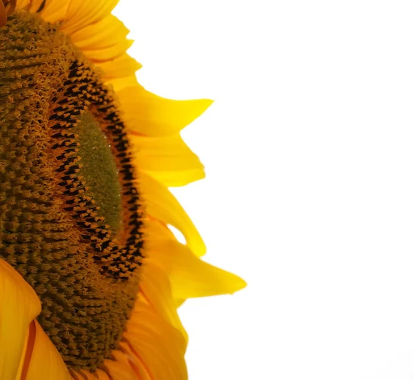 Girasol aislado sobre fondo blanco, con camino de recorte — Foto de Stock