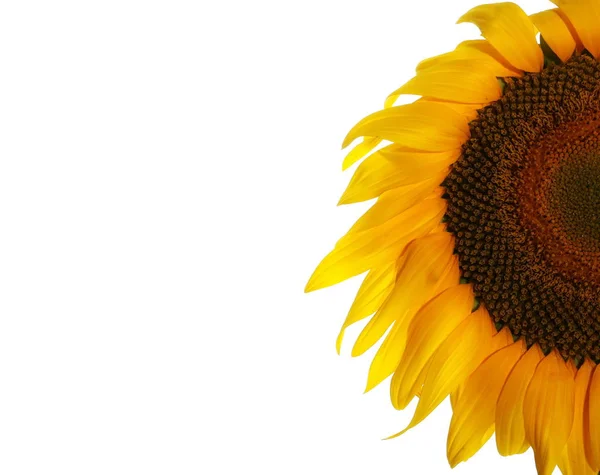 Sonnenblume isoliert auf weißem Hintergrund, mit Schneideweg — Stockfoto