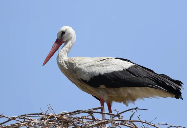 Cigüeña blanca en nido, ciconia ciconia —  Fotos de Stock