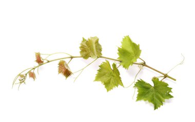 beyaz izole genç büküm şarap şube