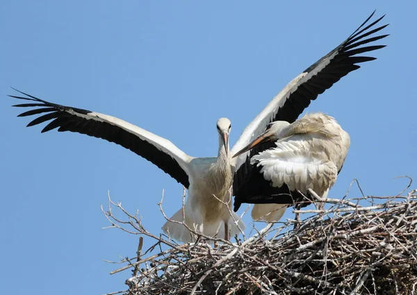 Νέοι White πελαργός σε φωλιά, ciconia ciconia — Φωτογραφία Αρχείου