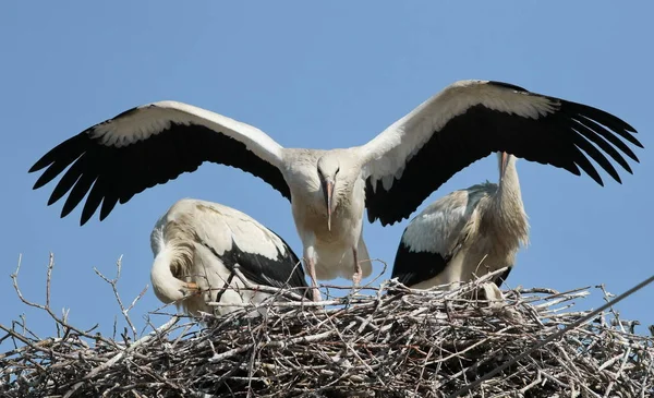 Young white stork in nest, ciconia ciconia — Stock Photo, Image