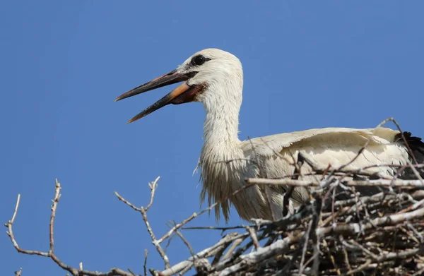 Jonge witte ooievaar in nest, ciconia ciconia — Stockfoto