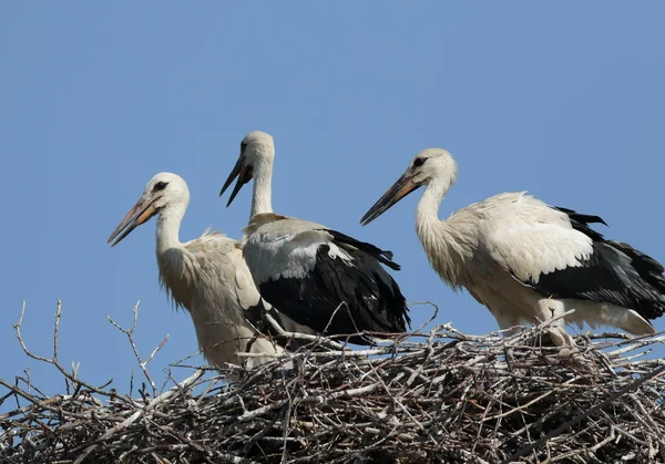 若いコウノトリ、コウノトリの巣 — ストック写真