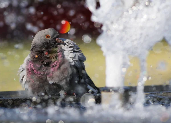 Pigeon in fountain with bokeh lights background — Stock Photo, Image