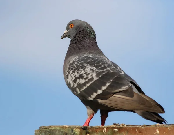 Pombo no fundo da fonte — Fotografia de Stock