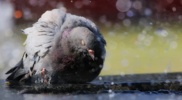 Pigeon in fountain with bokeh lights background — Stock Photo, Image