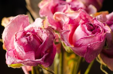 Solmuş Gül siyah bir arka plan üzerinde