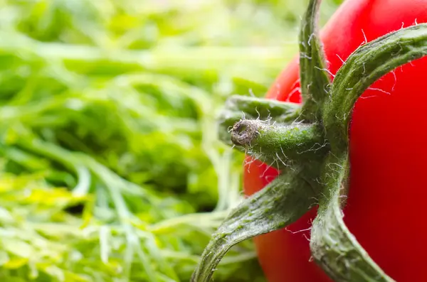 Bir kiraz domates — Stok fotoğraf