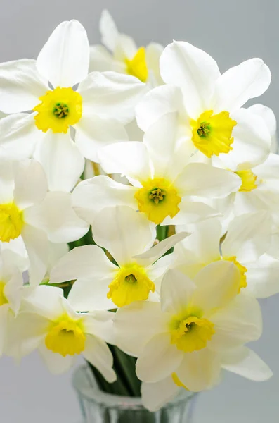 Narcissus in vase — Stock Photo, Image