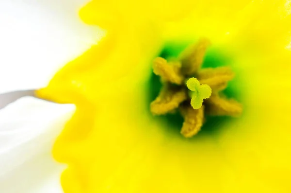 Une macro narcisse — Photo